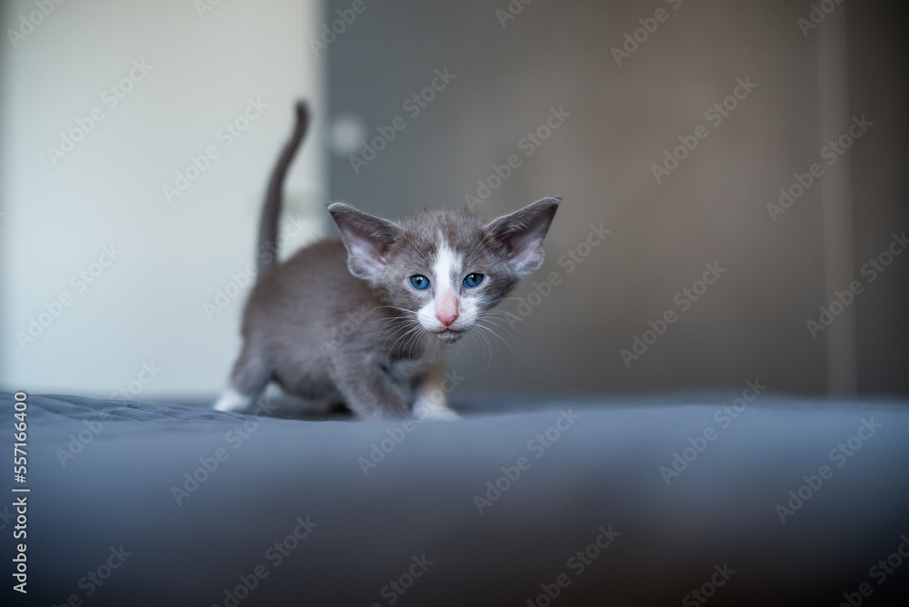 Bright Color Young Oriental Kitty Playing on the Bed