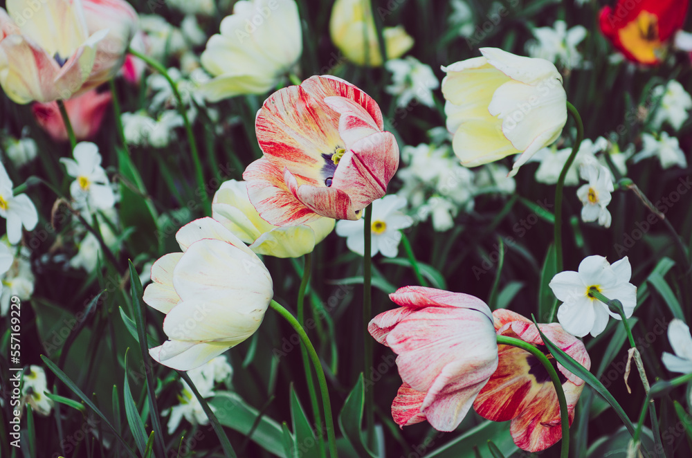 Red and white tulip flowers Red and white tulip flowers