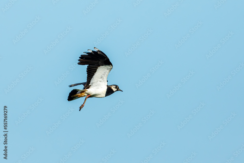 A Lapwing at flight in the Danube Delta A Lapwing at flight in the Danube Delta