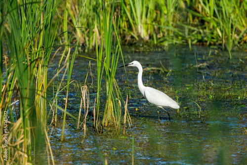 A little Egret is fishing in the Danube Delta  © hecke71