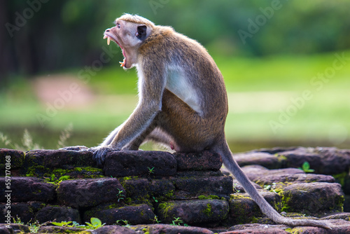 Canvas Print macaque monkey sitting on a rock and screaming