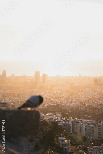 Panorama of the city during sunrise over the sea and a pigeon watches the landscape