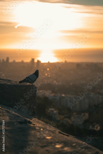 Pigeon high above the city during sunrise over the sea