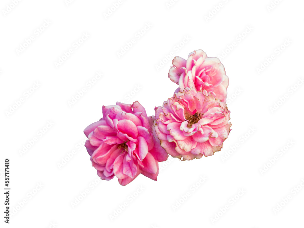 Three roses withered flower heads with dried petal edges Three roses withered flower heads with dried petal edges