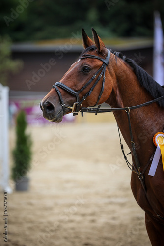 Horse in the award ceremony with a golden ribbon in a head portrait from the side..