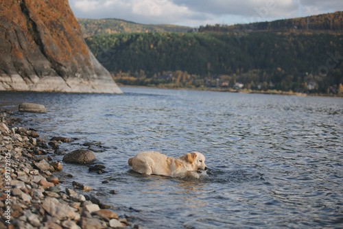 Golden retriever walks on the seashore in the mountains