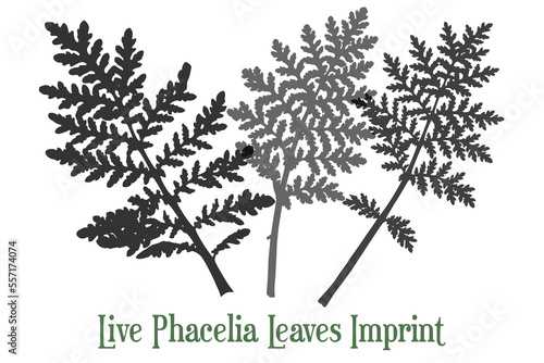 Set with the three phacelia leaves imprints photo