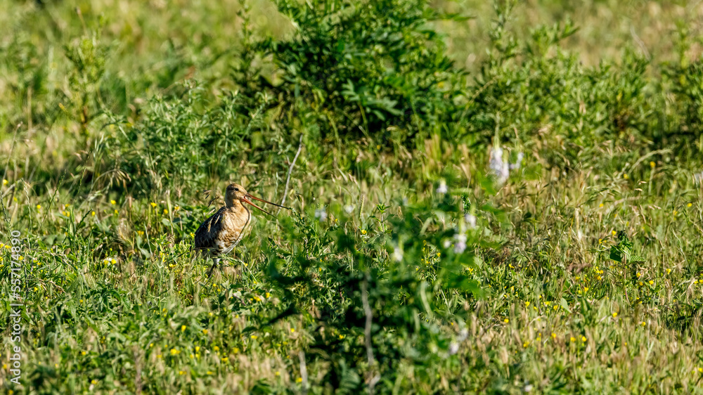 A Black Tailed Godwit in Danube Delta