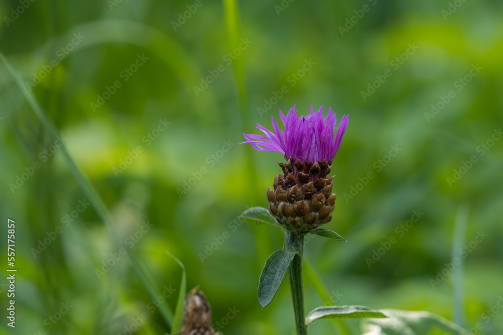 Knapweed Wild Flower, (Latin Name Centaureanigra) Knapweed Wild Flower, (Latin Name Centaureanigra)