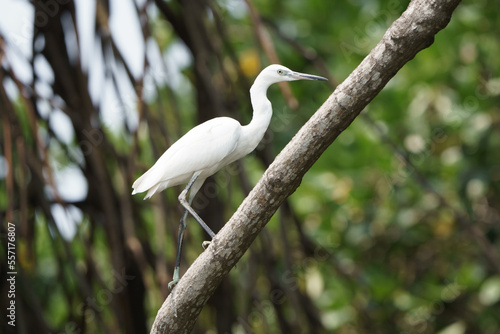 Bild auf Leinwand great white heron