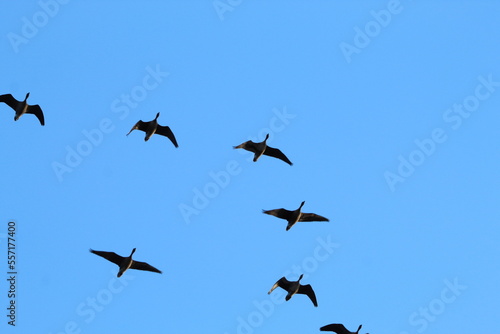 A stunning animal portrait shot of birds in flight