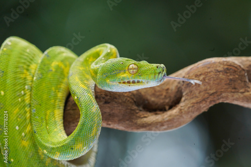 Obraz na plátně green tree python