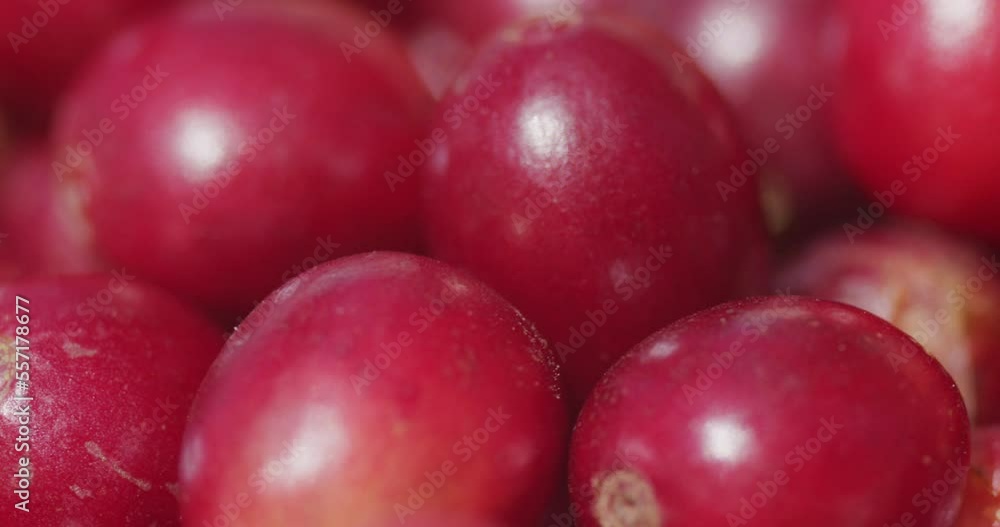 Macro panning on pile of red coffee berries hand picked in Guatemala Macro panning on pile of red coffee berries hand picked in Guatemala