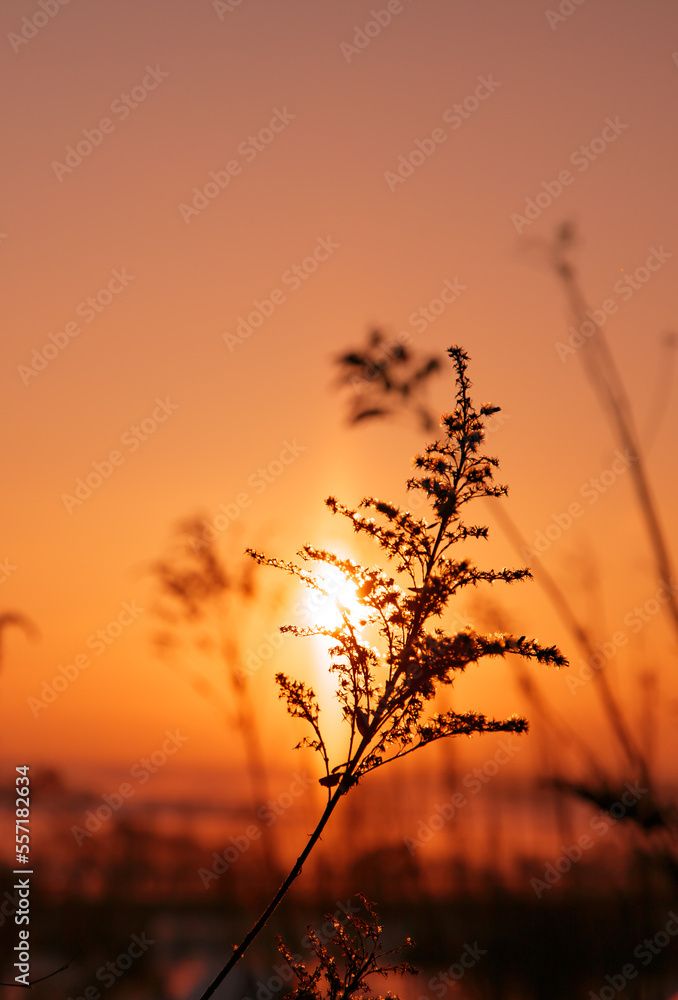 A rare atmospheric phenomenon is the solar light pillar. Beautiful morning winter landscape. Open space and fields at dawn. Good weather. Anomaly. Orange sun and sky. Environment and nature. Horizon A rare atmospheric phenomenon is the solar light pillar. Beautiful morning winter landscape. Open space and fields at dawn. Good weather. Anomaly. Orange sun and sky. Environment and nature. Horizon