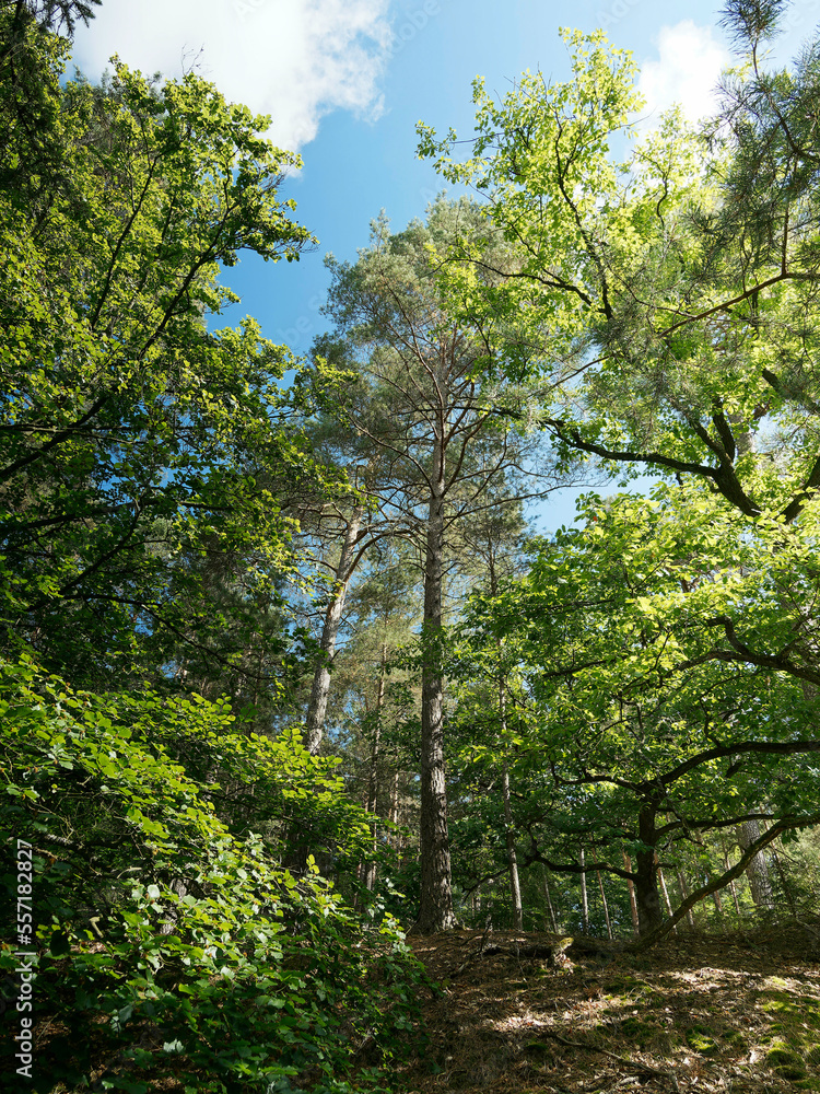 Burgwald und Christenberg-Tour in Hessische Waldlandschaft. Märchenhaft Wald mit seine Moos-pfade, Moortälern un Teppich aus Farnen gesäumt von riesige Buchen, Eichen und Waldkiefern Burgwald und Christenberg-Tour in Hessische Waldlandschaft. Märchenhaft Wald mit seine Moos-pfade, Moortälern un Teppich aus Farnen gesäumt von riesige Buchen, Eichen und Waldkiefern