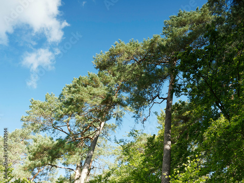 Burgwald in Hessische Waldlandschaft. Mysticher Buchenwald mit riesige Buchen  Eichen und Waldkiefern mit dichtem Sommerlaub unter blauem Himmel