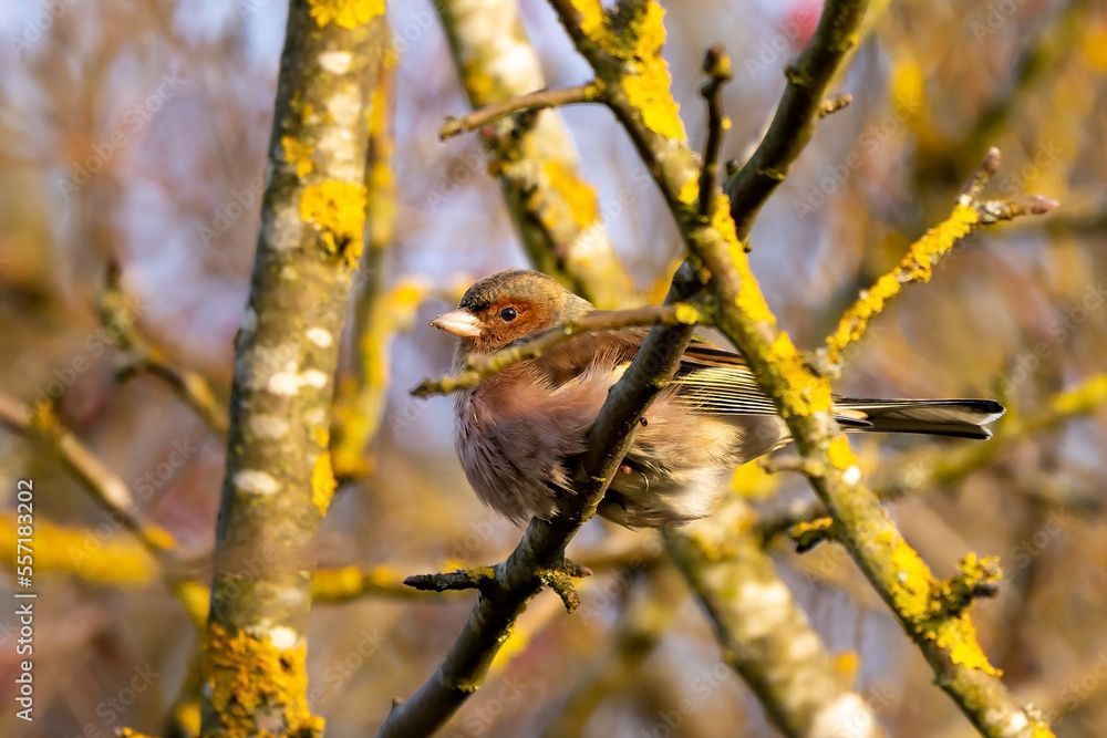 Buchfink Weibchen sitzt auf einem Ast im Winter Buchfink Weibchen sitzt auf einem Ast im Winter