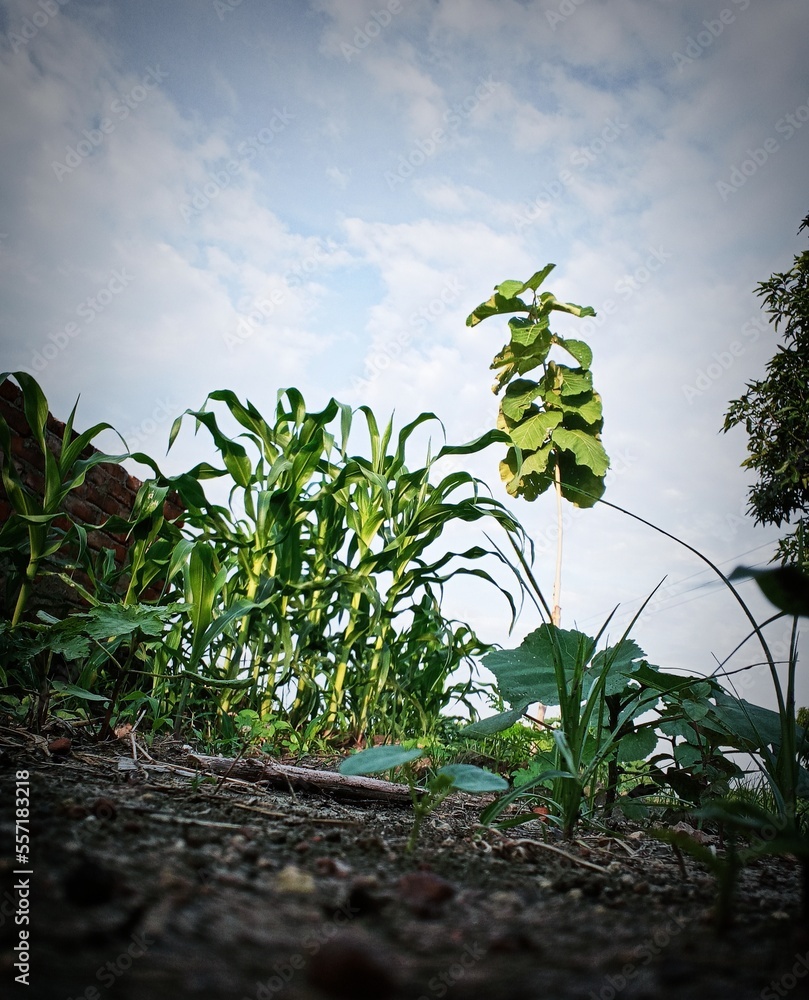 Obraz premium tree in the sky