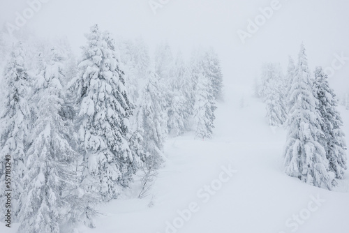 Snow covered trees in forest © Kaspars