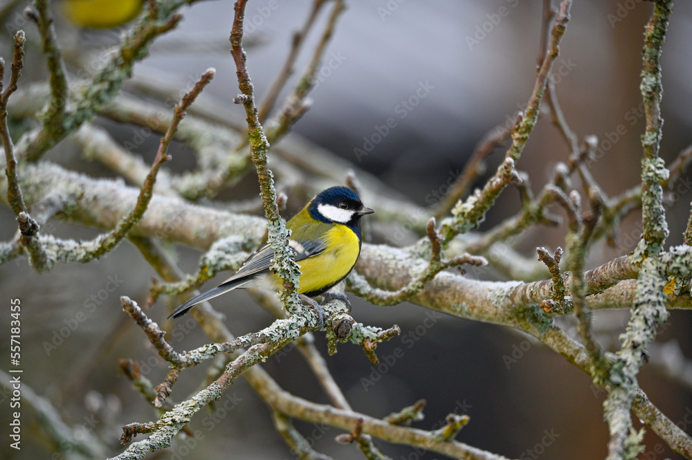 Fototapeta premium A great tit sitting in apple tree