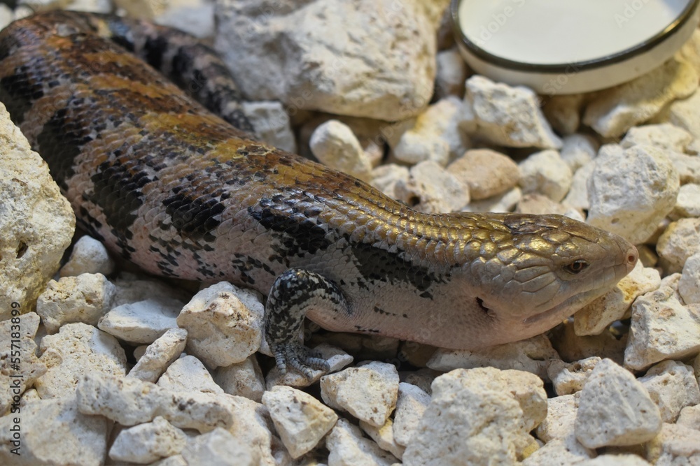 Obraz premium キメラアオジタトカゲ