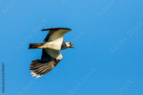 A Lapwing at flight in the Danube Delta 