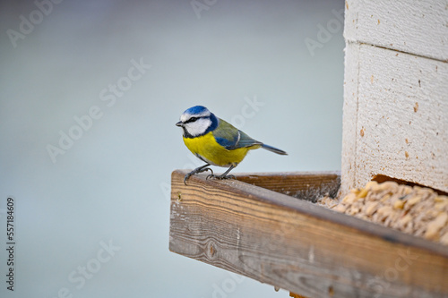 Eurasian blue tit in garden Kumla Sweden