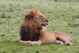 Portrait of a yawning lion with dark mane, closeup