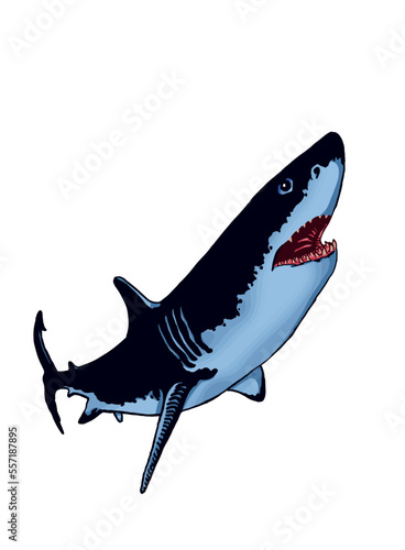Graphical color shark on white isolated, blue magalodon. Vector illustration,marine life