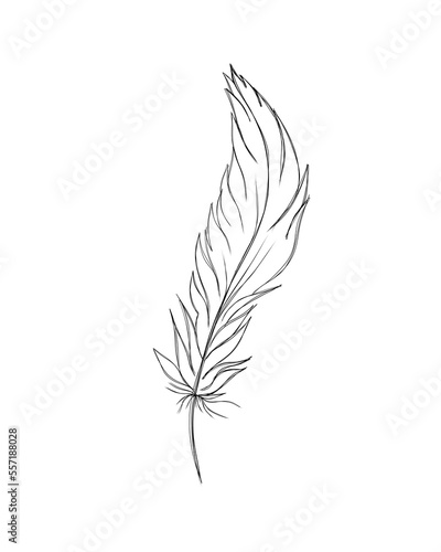Bird feather from wing isolated. Isolated illustration element. feather for b...