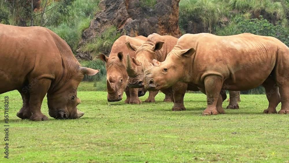 Rhinoceros with dirty skin pasturing on grass in savanna Rhinoceros with dirty skin pasturing on grass in savanna