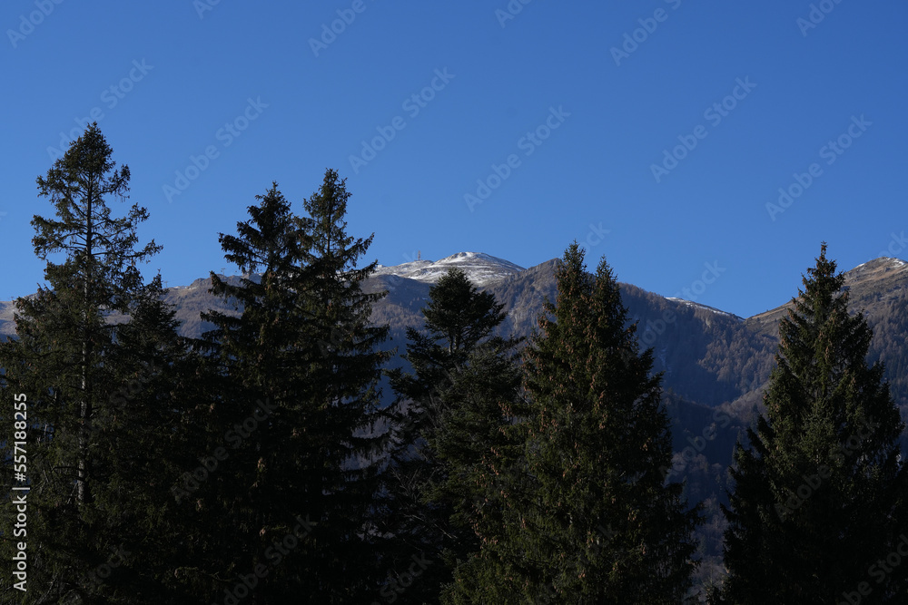 Obraz premium trees in the mountains