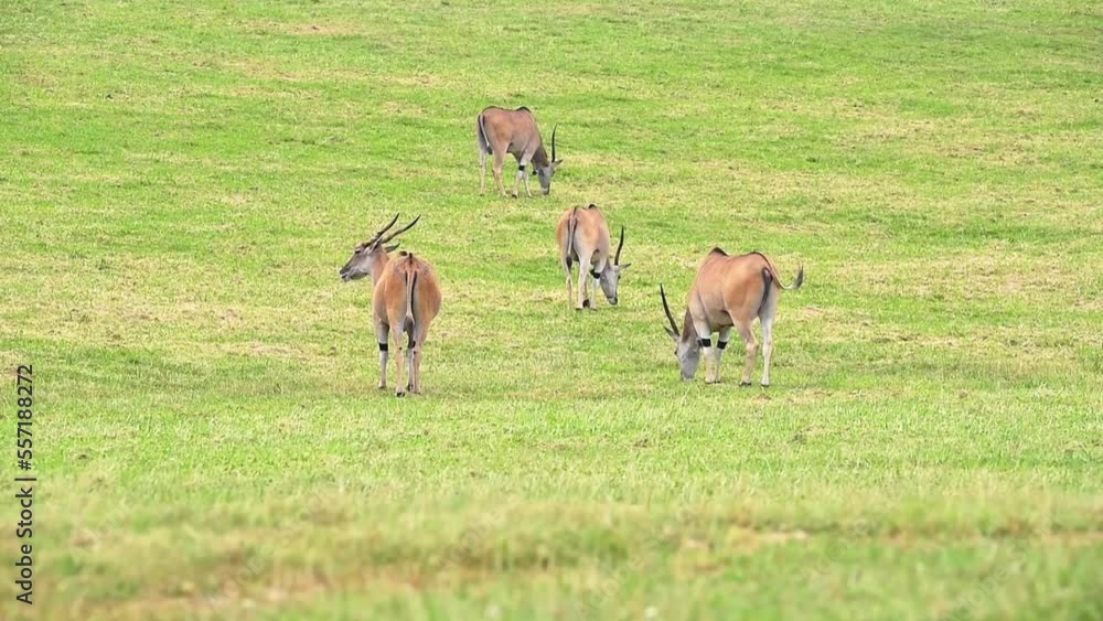 Eland antelope pasturing on grass Eland antelope pasturing on grass