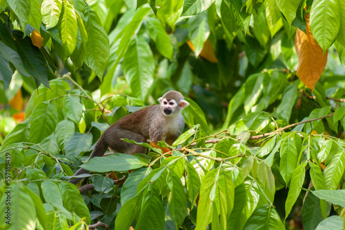 a monkey sitting in the tree surrounded by green leaves