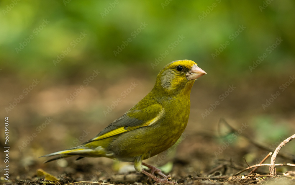 Grünfink Männchen (Chloris chloris) Nahaufnahme in einem Waldstück , in Brandenburg Grünfink Männchen (Chloris chloris) Nahaufnahme in einem Waldstück , in Brandenburg
