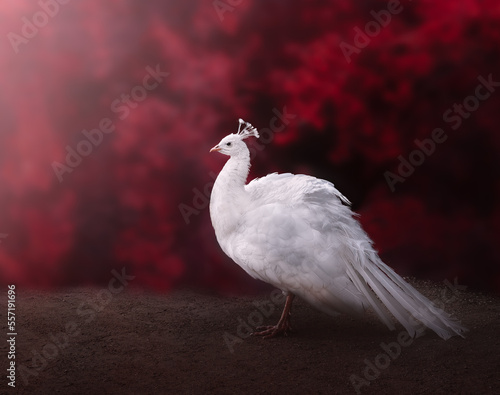 Female White Peacock on a red background