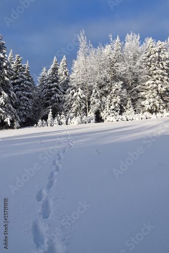 Footprints in the snow, Sainte-Apolline, Québec, Canada