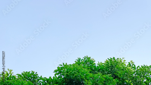 Texture of green tree leaves on blue sky background