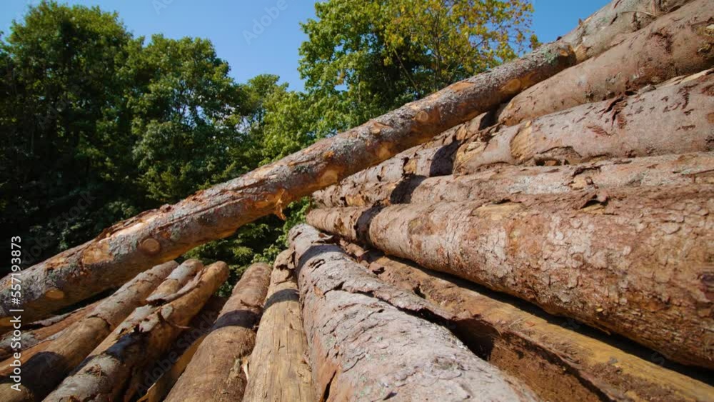 Huge pine logs with peeled bark stacked in pile on sawmill yard to process against green trees under bright sunlight closeup Huge pine logs with peeled bark stacked in pile on sawmill yard to process against green trees under bright sunlight closeup