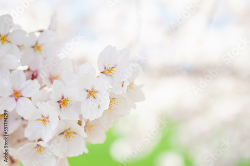 春の花　ソメイヨシノ © kikisora