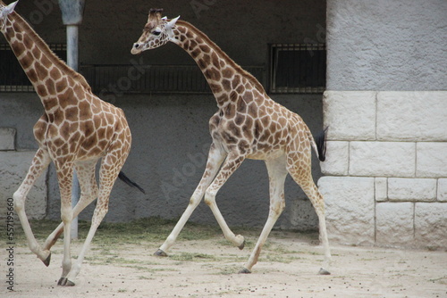 Zoo de la Palmyre - Royan France