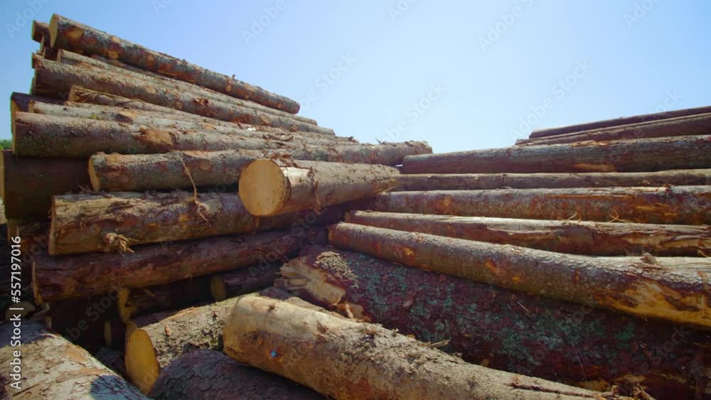 Long pine tree cut logs stacked in uneven piles on sawmill ground site near forest under clear blue sky on sunny day closeup Long pine tree cut logs stacked in uneven piles on sawmill ground site near forest under clear blue sky on sunny day closeup
