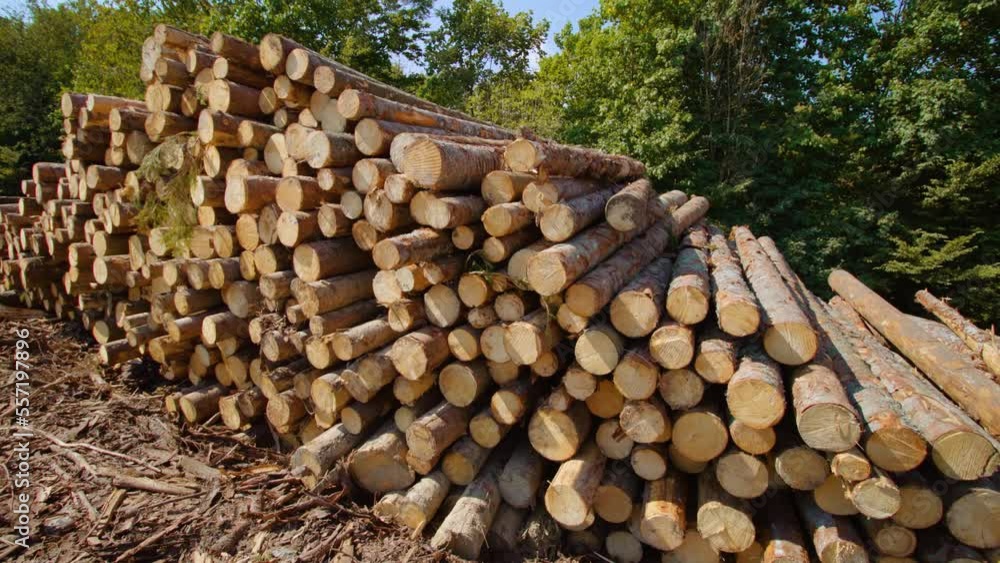 Long cut pine logs stacked in piles on sawmill ground yard site along country road near green forest belt at bright sunlight Long cut pine logs stacked in piles on sawmill ground yard site along country road near green forest belt at bright sunlight