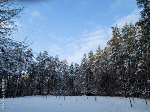 Winter landscape in a pine forest, spruce and pine trees covered with snow, blue sky, snowy meadow, sunny day.