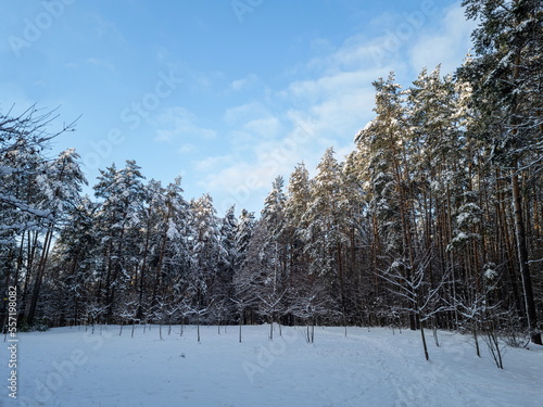 Winter landscape in a pine forest, spruce and pine trees covered with snow, blue sky, snowy meadow.