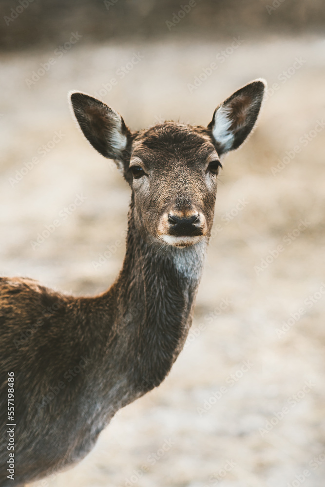 Deer portrait looking at camera, wild animal fallow fawn, dama dama. Wildlife nature outdoor