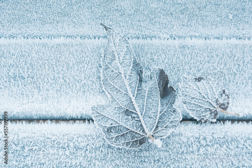 frozen leaf in winter