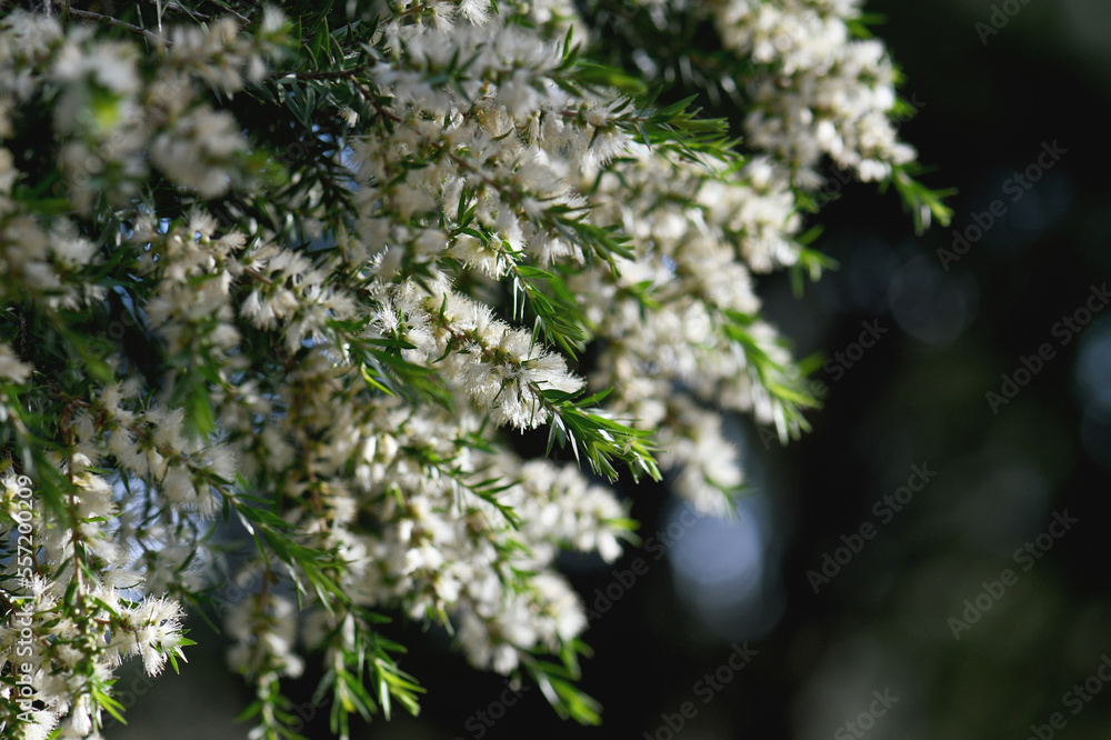 Cream white flowers of an Australian native Melaleuca tea tree, family Myrtaceae. Endemic to NSW. Also known as honey myrtle. Leaves provide tea tree oil used as antiseptic, in perfume industry. Cream white flowers of an Australian native Melaleuca tea tree, family Myrtaceae. Endemic to NSW. Also known as honey myrtle. Leaves provide tea tree oil used as antiseptic, in perfume industry.