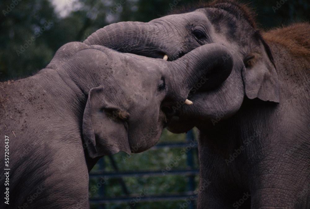 Fototapeta premium Two Very Thick Friends