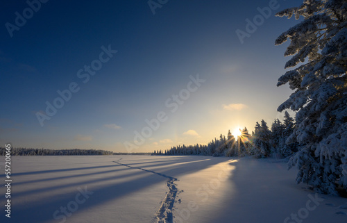 Winter scene with a snowshoe trail starting in the foreground and disappearing on the horizon in a snowy forest setting with the sun setting into the spruce trees. 